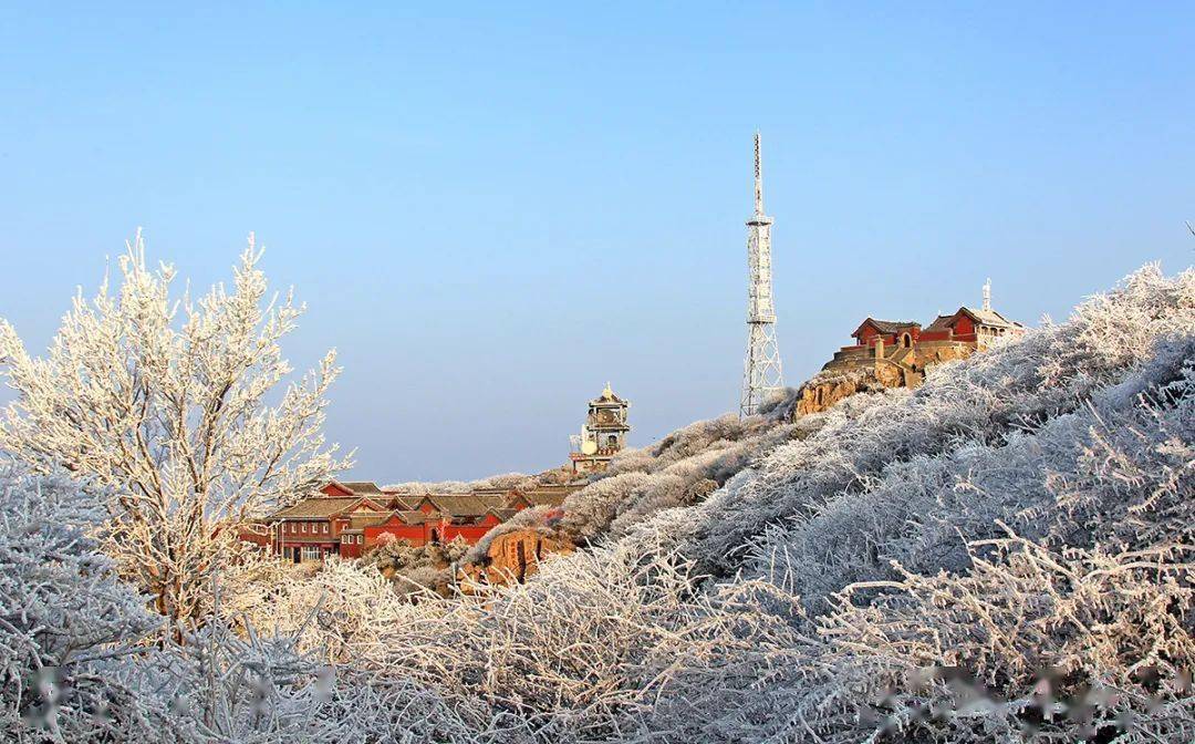 雾凇笼罩玉树琼花今天的泰山仙气十足