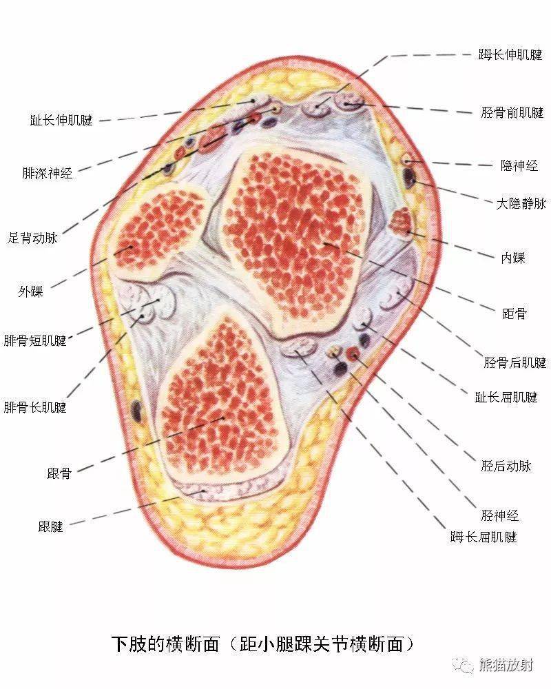 下肢血管cta解剖图图片