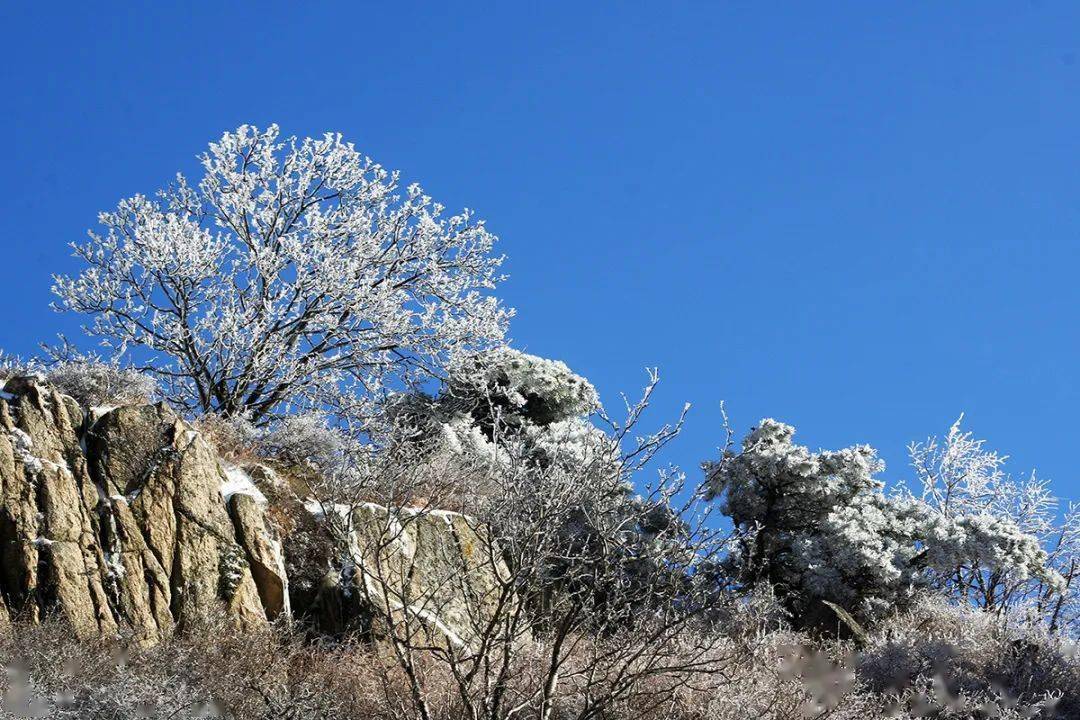 雾凇笼罩玉树琼花今天的泰山仙气十足