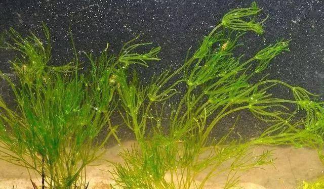 一般来说,水草玩家都对藻类敬而远之,但是有几种特殊的藻类植物却