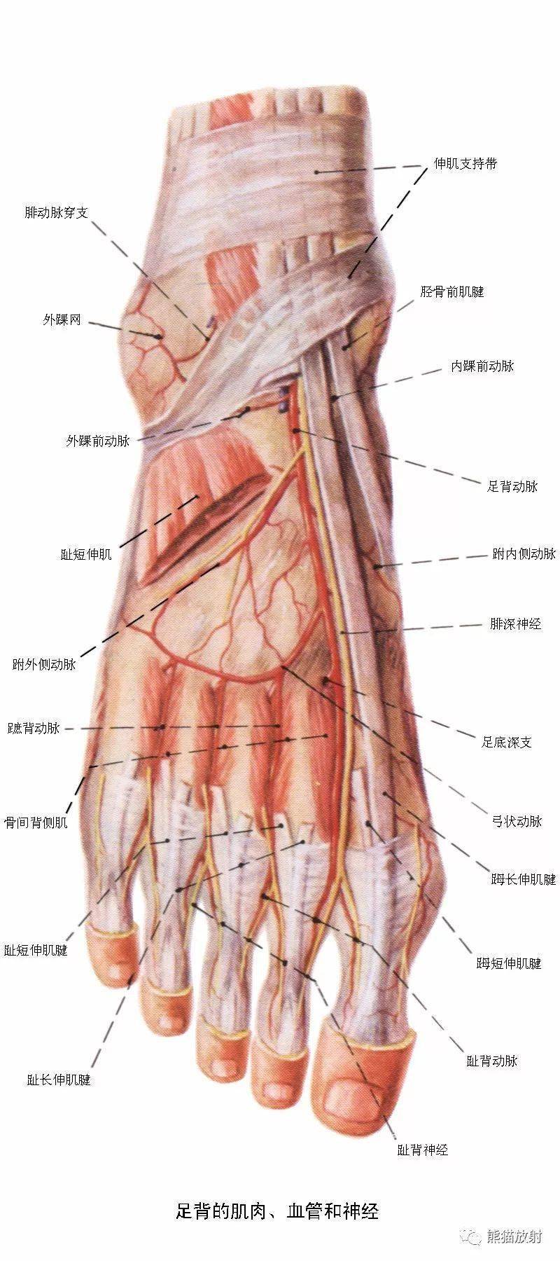 踝动脉位置的图示图片