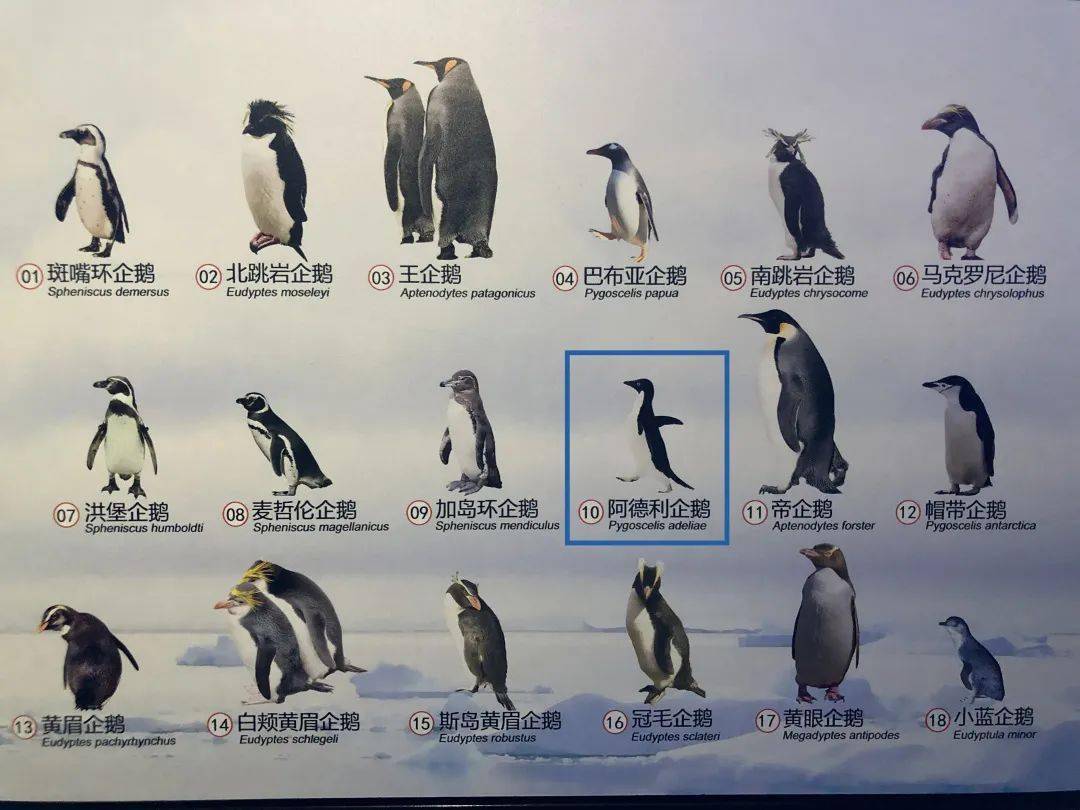 企鹅种类有哪些图片