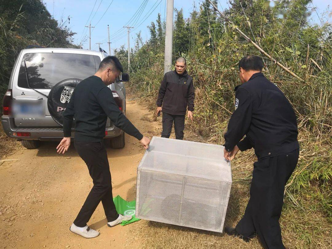 梅州这个村又现20多斤的大蟒蛇!