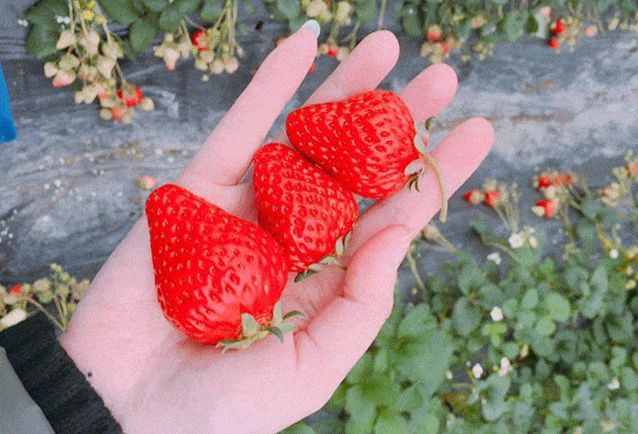 天天草莓园赵屯镇又到了草莓季赶紧带着宝贝出来放风啦99元抢草莓采摘