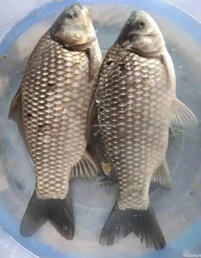 简述鲫鱼系列品种常见5大类15个种类比起家畜家禽来鲫鱼的种类最繁且