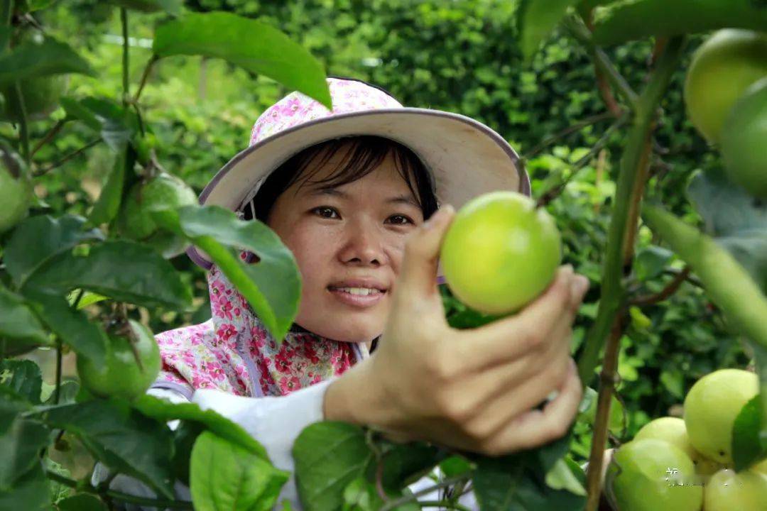 【小城故事】产业兴旺 生活富裕_华安