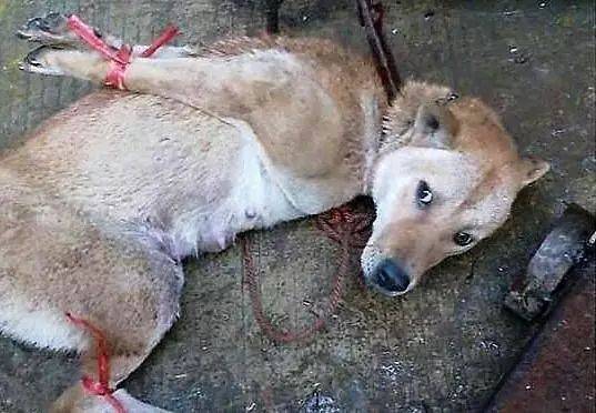 看着主人将自己绑着送给狗贩子的时候,宠物狗狗的眼神令人心碎