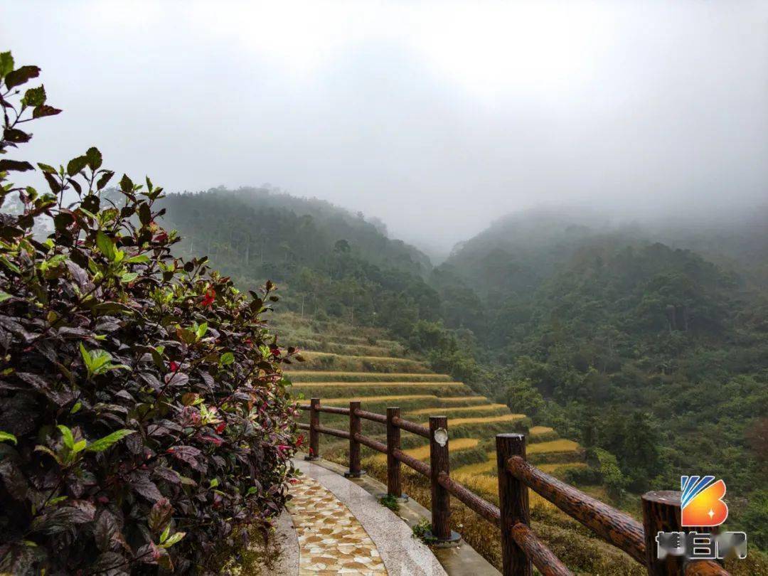 博白那片金黄的大塘梯田…_顿谷镇