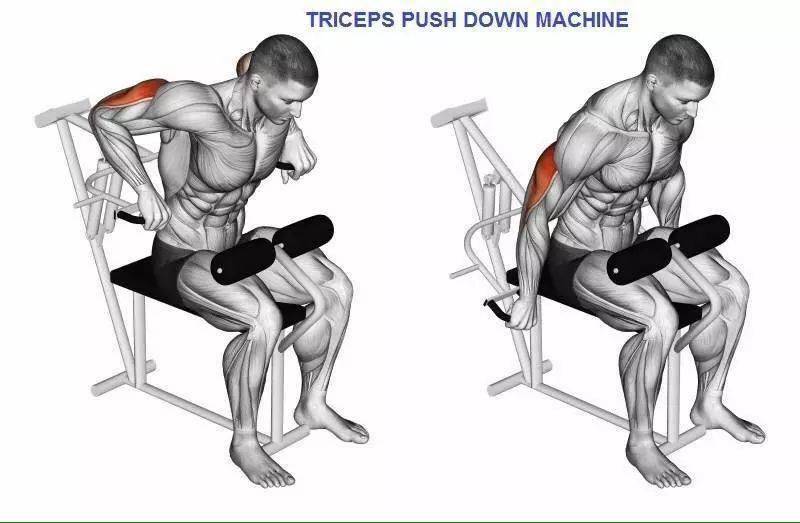 最全的手臂训练动作图解别再说你不知道怎样练手臂了