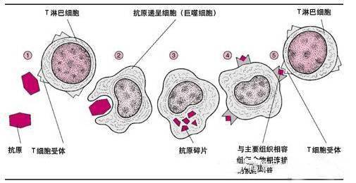 有了壳寡糖的陪伴人体天然防御武器杀伤力剧增