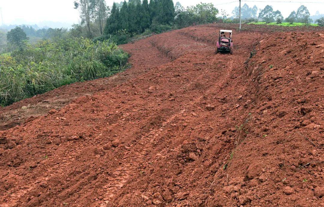 深耕土地一个种粮大户的土地情结
