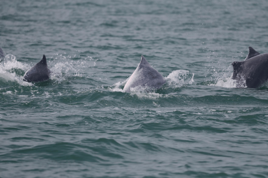 合浦海域发现中华白海豚群跃出海面最大一群有30头次