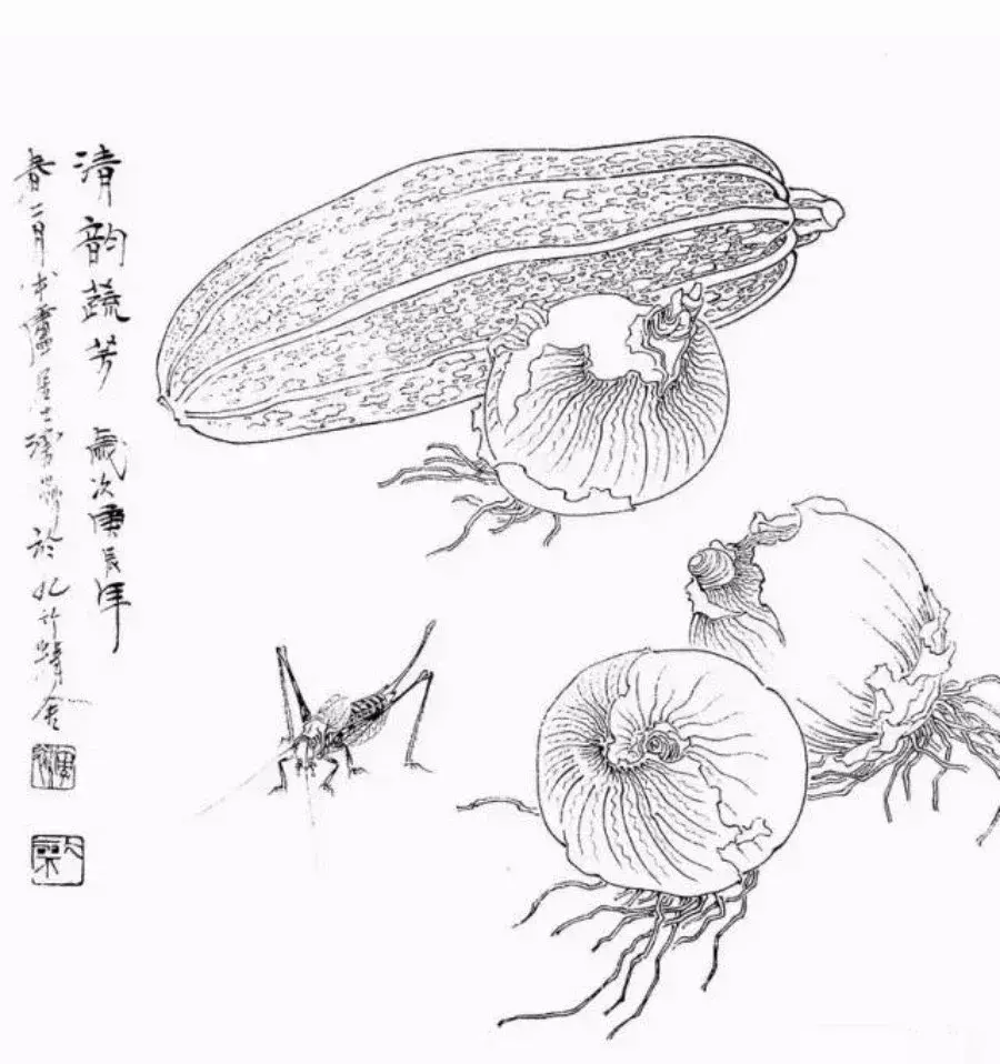 白描果蔬很实用的白描绘画