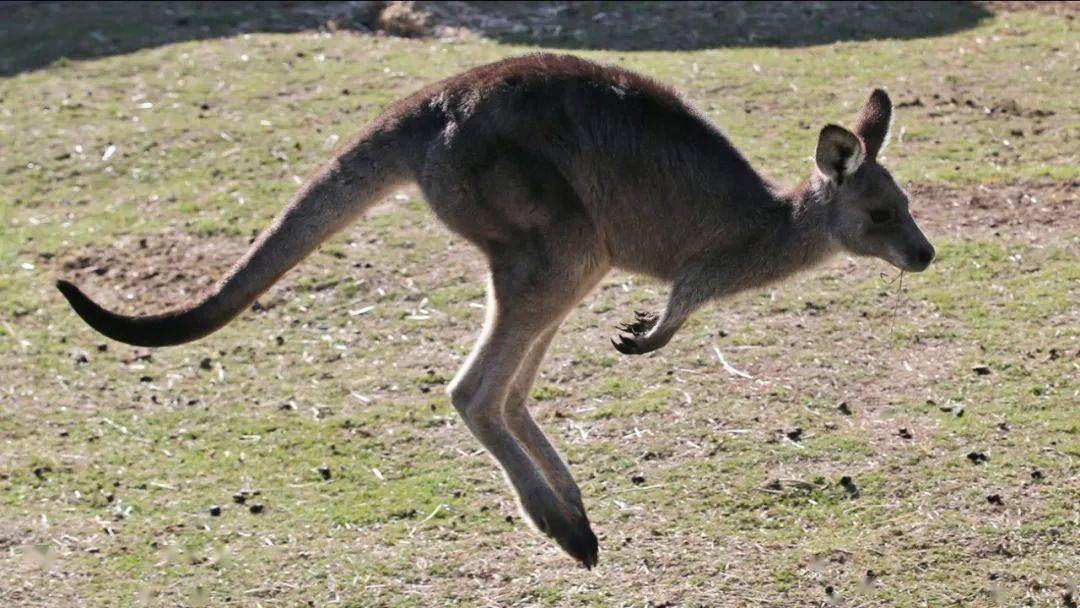 边跑还边捡起地上的石子往回扔,tracy撒腿就跑,背后已经被这位大家伙