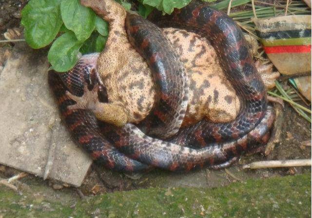 蛇吞象的原因被找到它们能吞掉庞然大物只因拥有一个优势