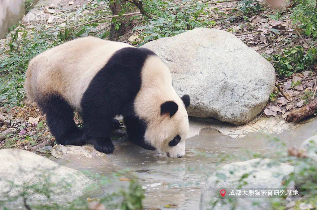 竟然有两种大熊猫我看都没个熊样