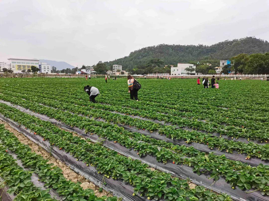 中山三乡组队摘草莓仅399元还有骑马越野车