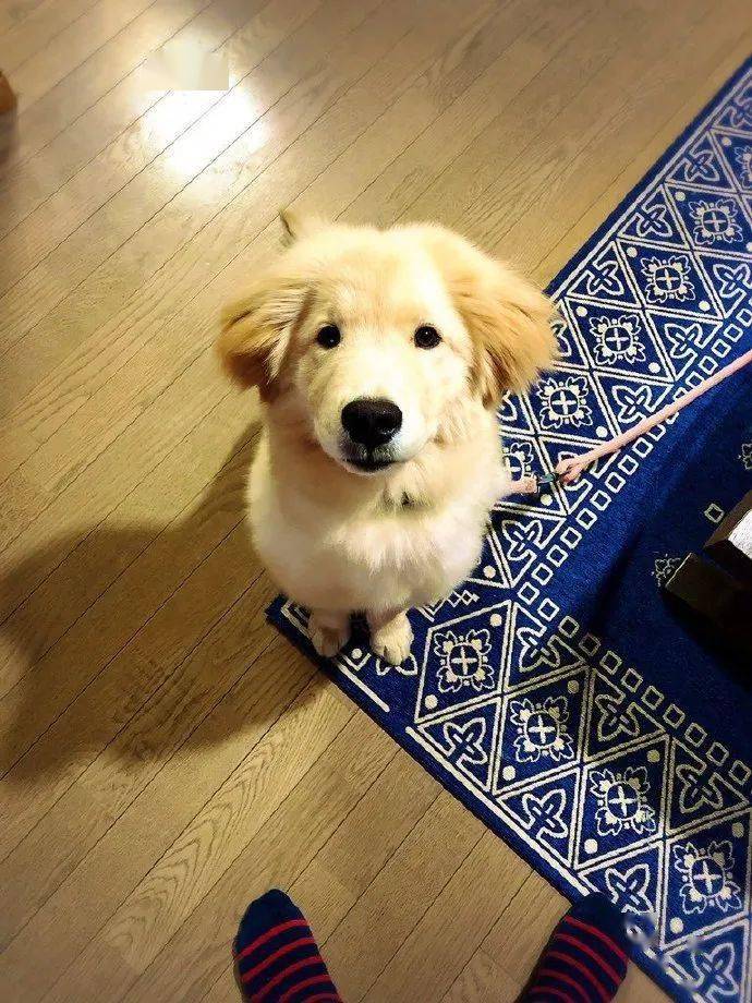 大金毛和秋田的混血宝宝,憨上加憨.