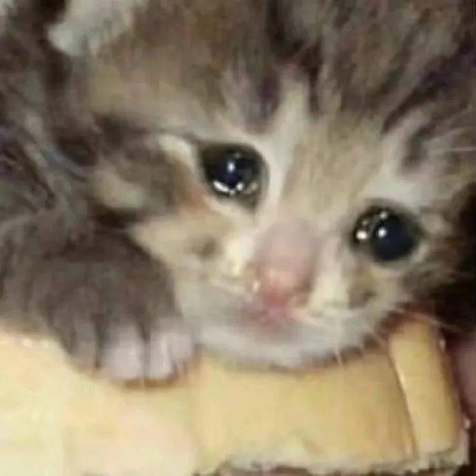 柠檬眼泪猫表情包图片