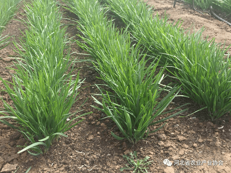 【农技】韭菜腐霉利总是超标,如何解决?