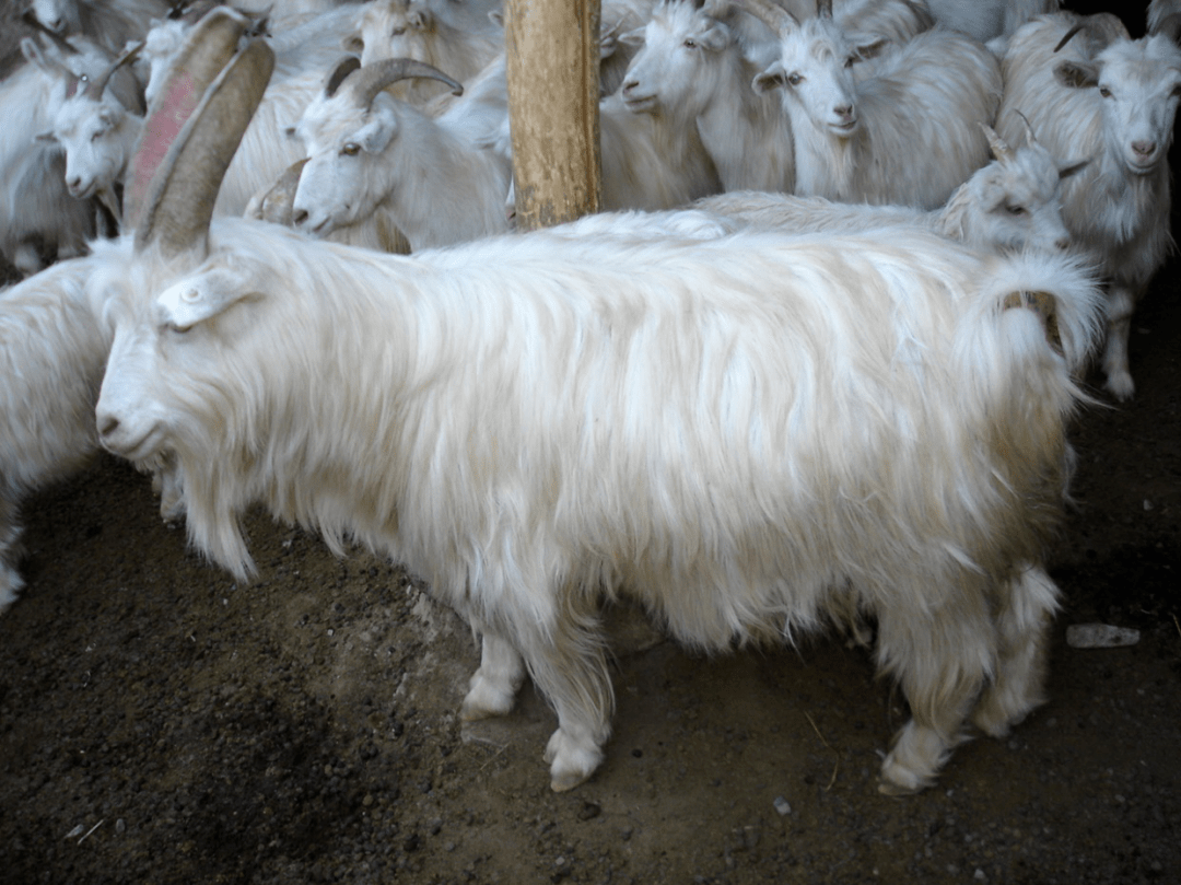 共同关注尖扎山羊花椒和荞麦喜获国字号地理标志称号