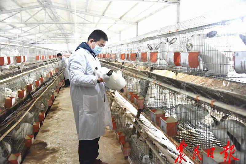 养殖专业合作社肉食兔养殖扶贫基地,工作人员在检查兔子的健康情况
