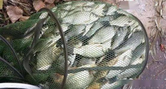 自制冬季钓鲫鱼药酒配方!鱼获52斤!塘主险破产!