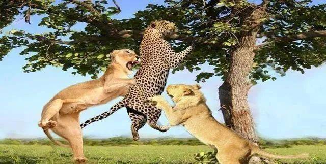 非洲大草原是一片广袤而充满残酷的土地,这里每天上演着杀与被杀的