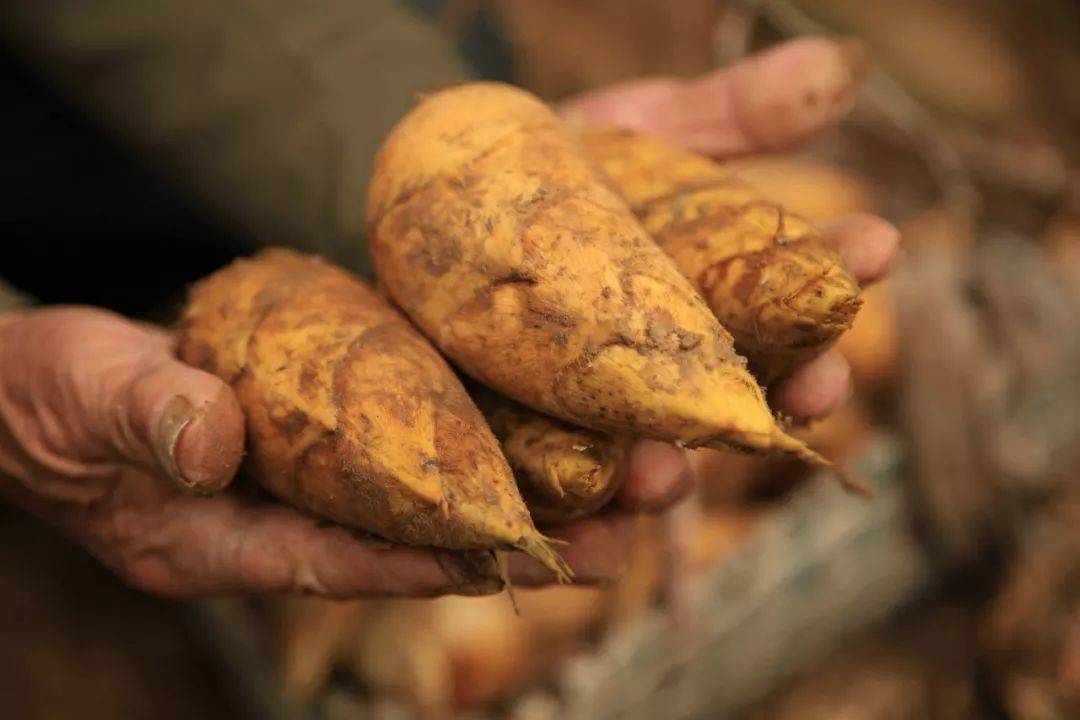曾有食客赞叹道山珍海味不如冬笋一味冬笋炒粉皮,冬笋炒腊肉.