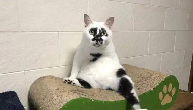 路遇一只"丑猫",于心不忍带回家,不料成了老板的"福星"_猫咪