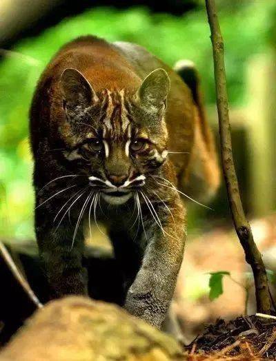 金和猫都是人民喜爱的,金猫呢?_亚洲