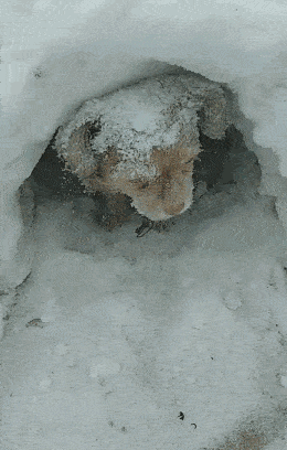 有主人的流浪猫狗本来就很可怜,如果还得熬过严寒的冬天,更是雪上加霜