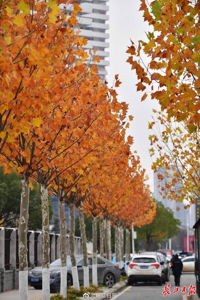 法桐"高脚杯" 冬日装满琥珀色