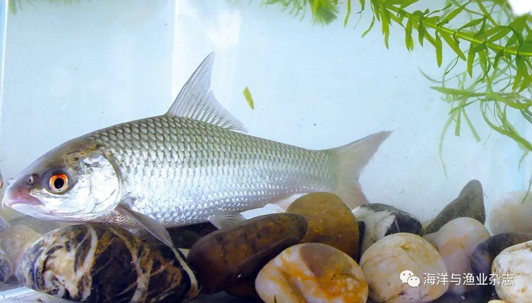 麦瑞加拉鲮05蓝鳃太阳鲈原产于北美五大湖流域,作为食用和观赏鱼类