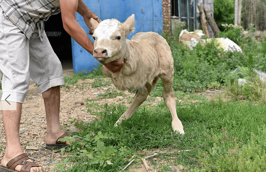 两条腿的牛两个头的猫两条尾巴的鹿这些畸形动物都见过吗