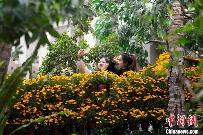 广州闹市展出近8000盆菊花迎新年