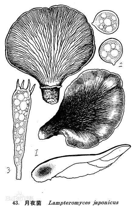 陀螺菌属,粘滑菇属,湿伞属,垂尊菇属,乳菇属,高大环柄菇属,类脐菇属