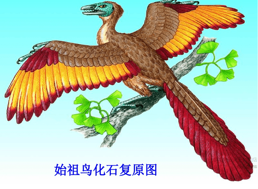 始祖鸟起源于恐龙吗? | 飞鸟速写_手机搜狐网