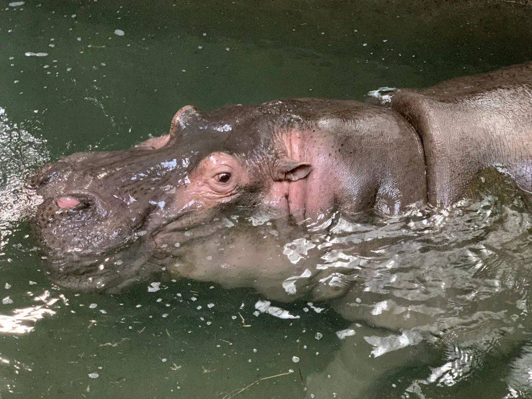 上海动物园的河马泡上了"温泉"