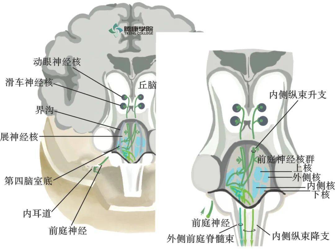 前庭神经核在哪里图片图片