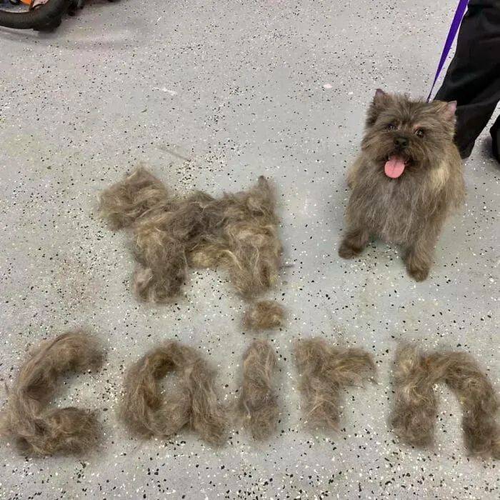 当铲屎官太闲狗狗掉的毛也能玩出新花样