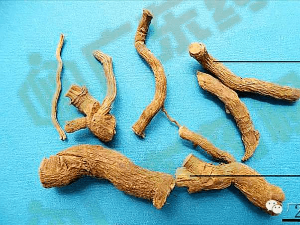 "白狗肠"根部白狗肠,是一种叫"凌霄花"中草药的俗称,是解热消炎难得的