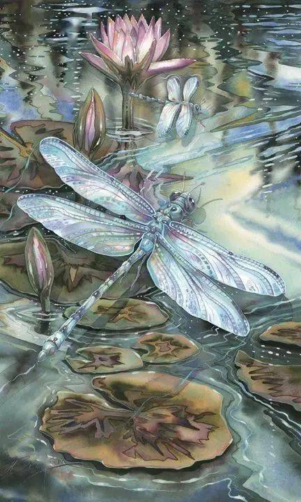 你多久没有见到蜻蜓了?