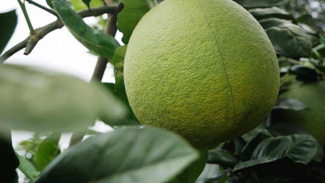 族自治县川山镇塘万村集体经济扶贫产业园里引种的越南青柚挂满枝头
