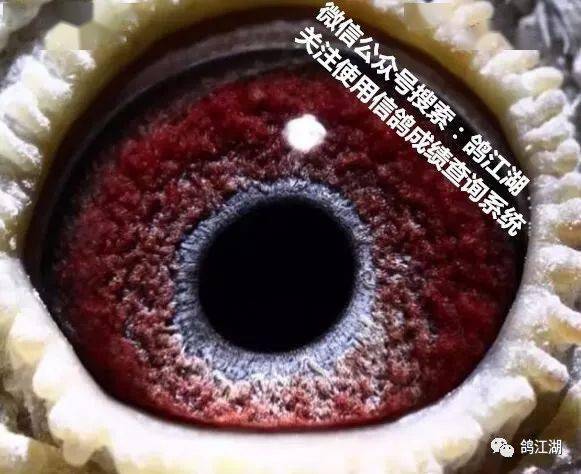 公棚快速鸽的鸽眼都有这几个特征!_鸽子