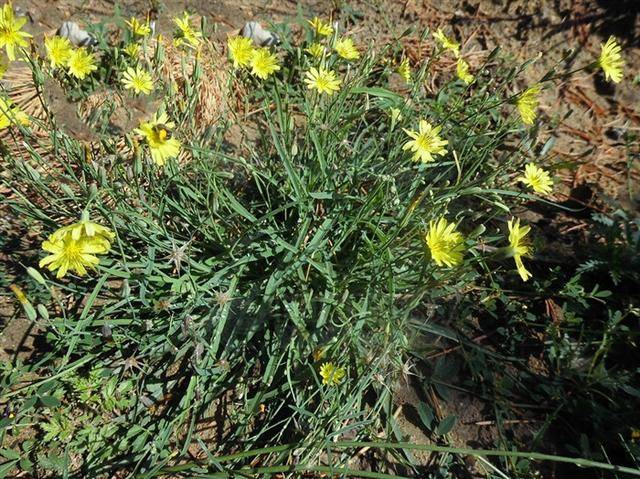 山苦荬见过吗清热解毒