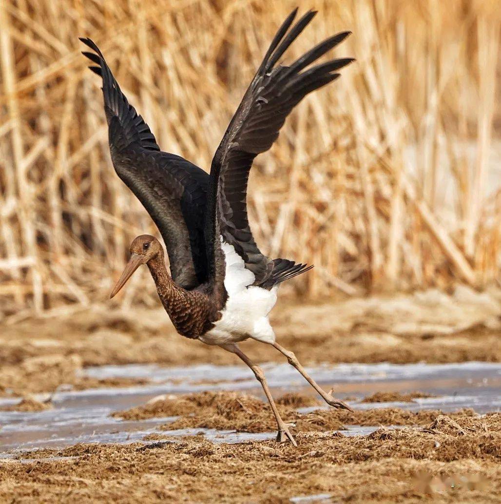 【刘德贤摄影】西宁北川湿地公园现国家一级保护动物-黑鹳