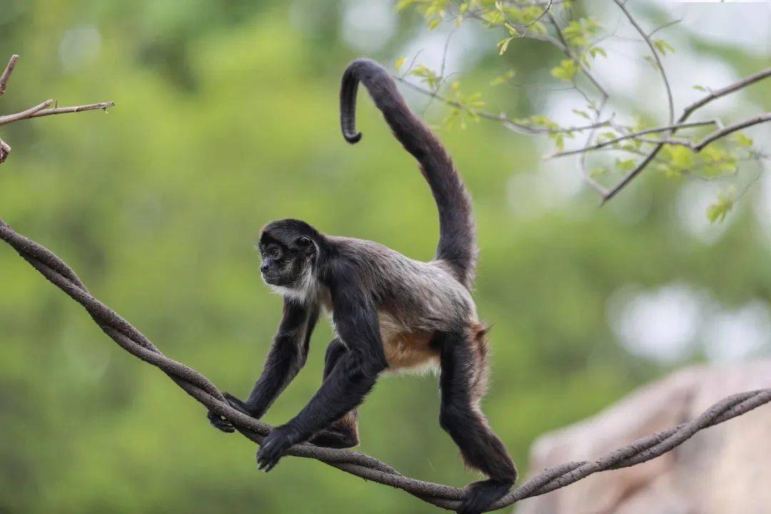 黑掌蜘蛛猴的尾巴很厉害