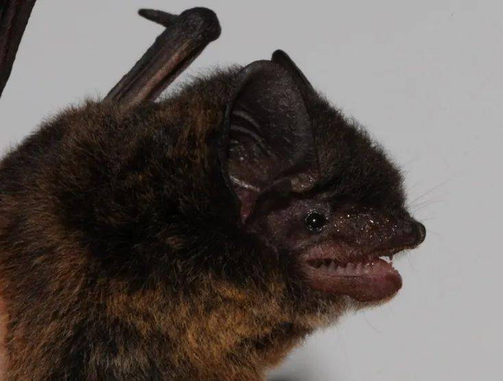 东亚伏翼 pipistrellus abramus扁颅蝠 tylonycteris pachypus犬蝠