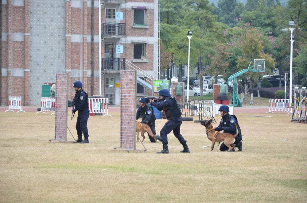 对特警支队"三支队伍"成立表示热烈的祝贺!中山公安成立特警"